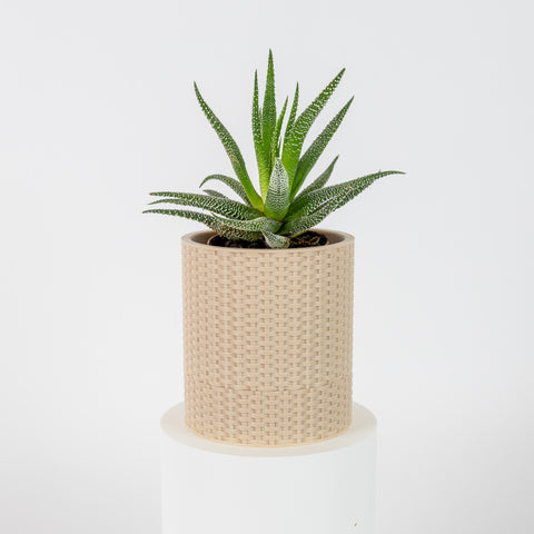 Basketweave Planter - Small