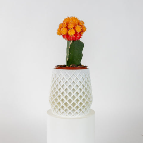 Lattice Planter